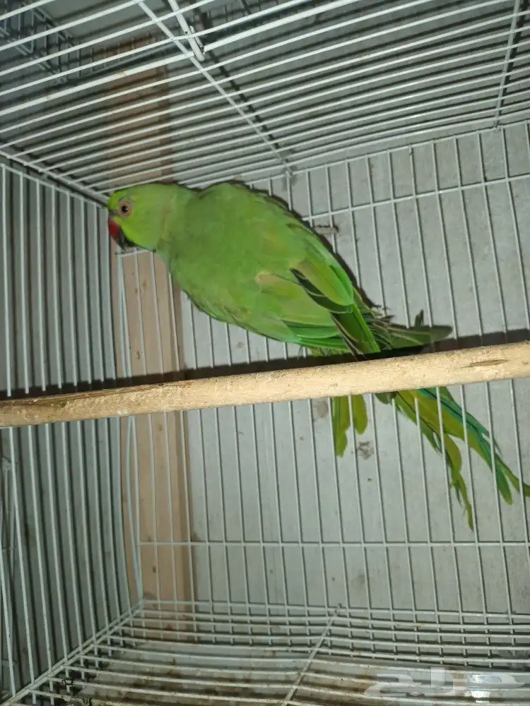 ببغاء دره هندي ذكر وزوج بادجي مع فرخين