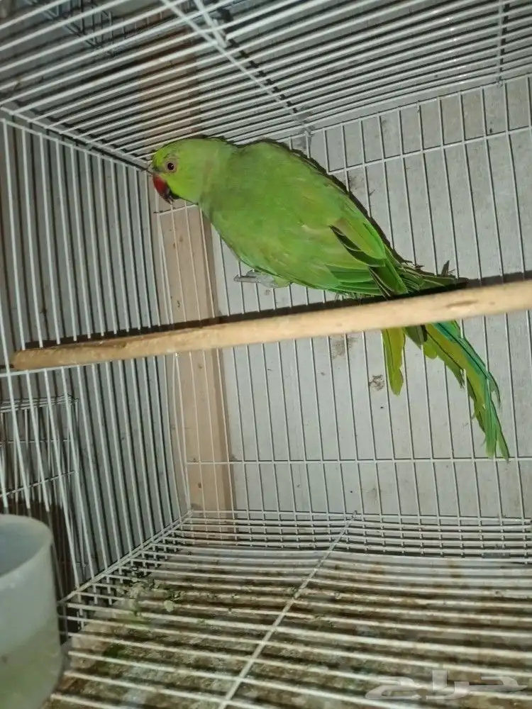 ببغاء دره هندي ذكر وزوج بادجي مع فرخين