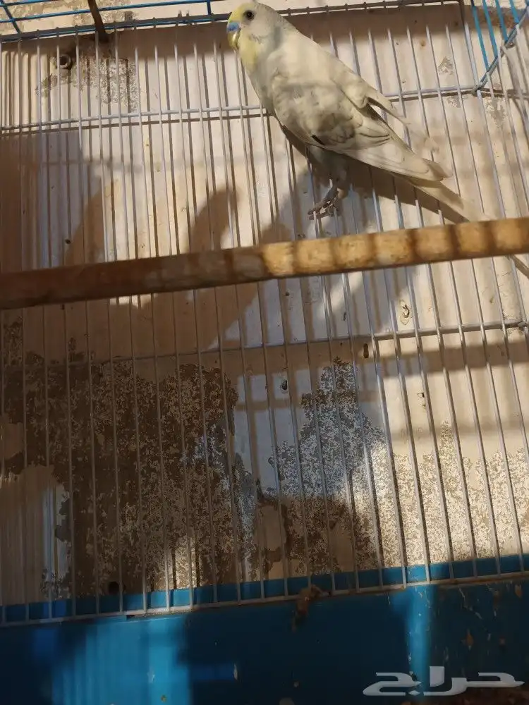 ببغاء دره هندي ذكر وزوج بادجي مع فرخين