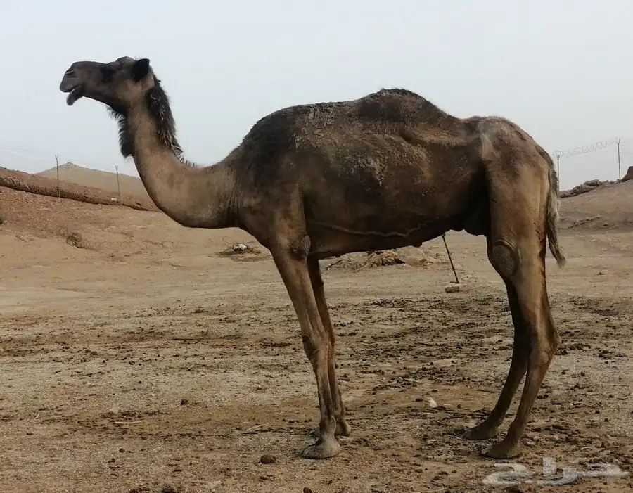 ضروبه صفراء