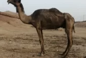 ضروبه صفراء