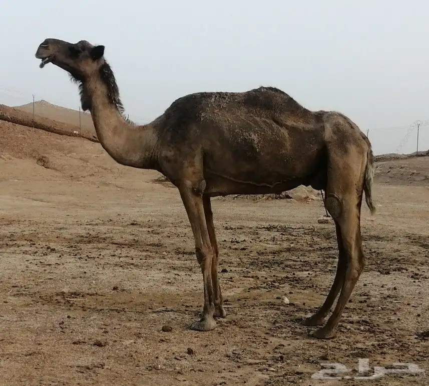 ضروبه صفراء