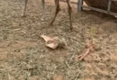 قعود