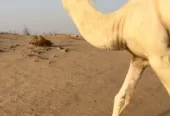 قعود باتلي طيب