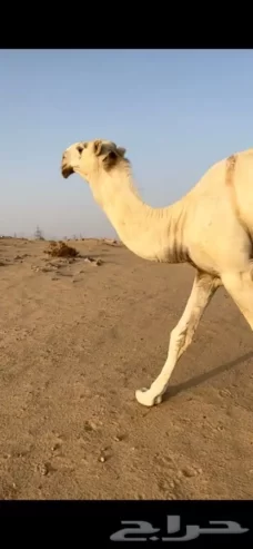 قعود باتلي طيب
