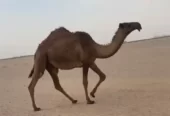 صفرا كفووو