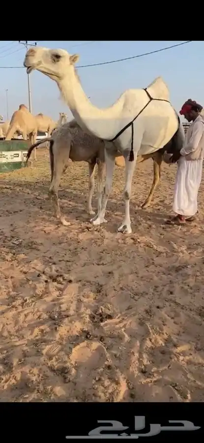 ناقة خلفه وضحى