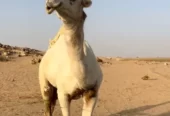 قعود باتلي طيب