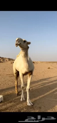 قعود باتلي طيب
