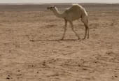 خلفه