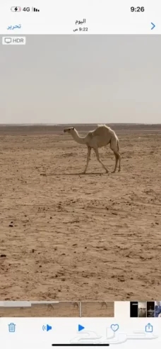 خلفه