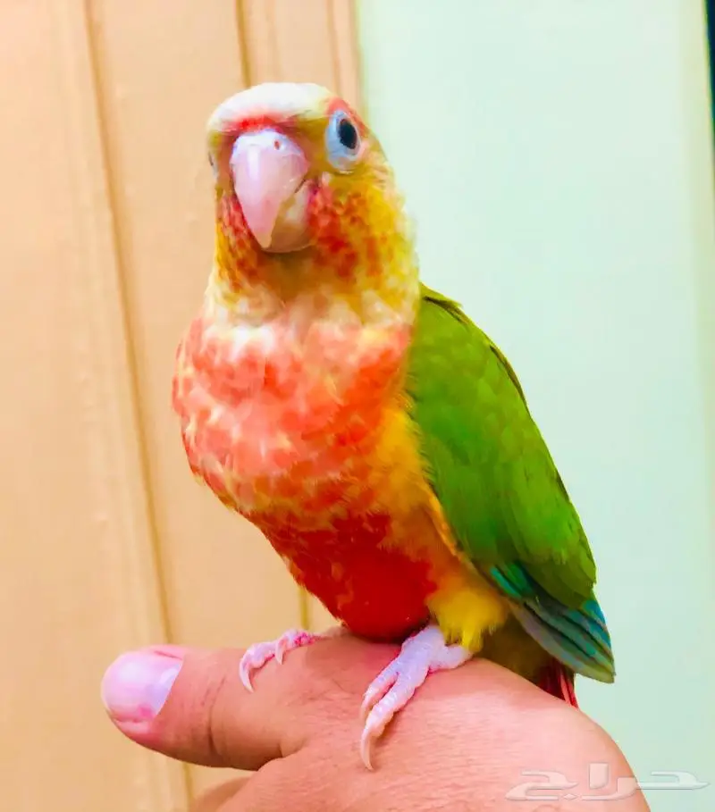 ببغاء كنيور اناناس اليف وهدد يصلح للاطفال