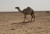 خلفه