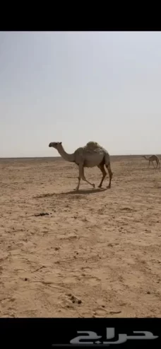 خلفه