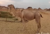 لقحه حمرا طيبه
