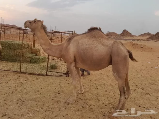 لقحه حمرا طيبه