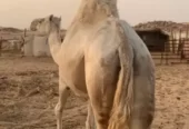 ناقه عشرا وضحا
