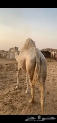 ناقه عشرا وضحا