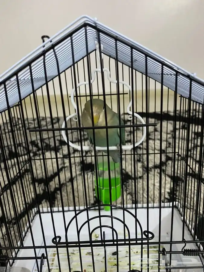 روز اليف للبيع ليس هدد