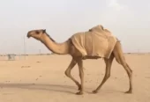 بكره صفراء كفو
