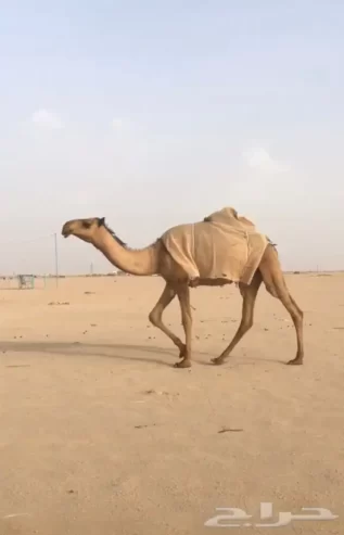 بكره صفراء كفو