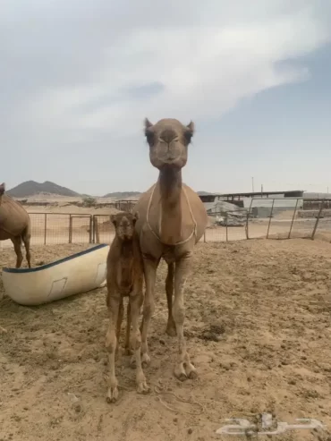 ناقه خلفه رباع تحتها قعود ام ثاني