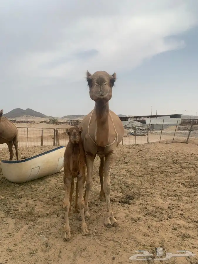 ناقه خلفه رباع تحتها قعود ام ثاني