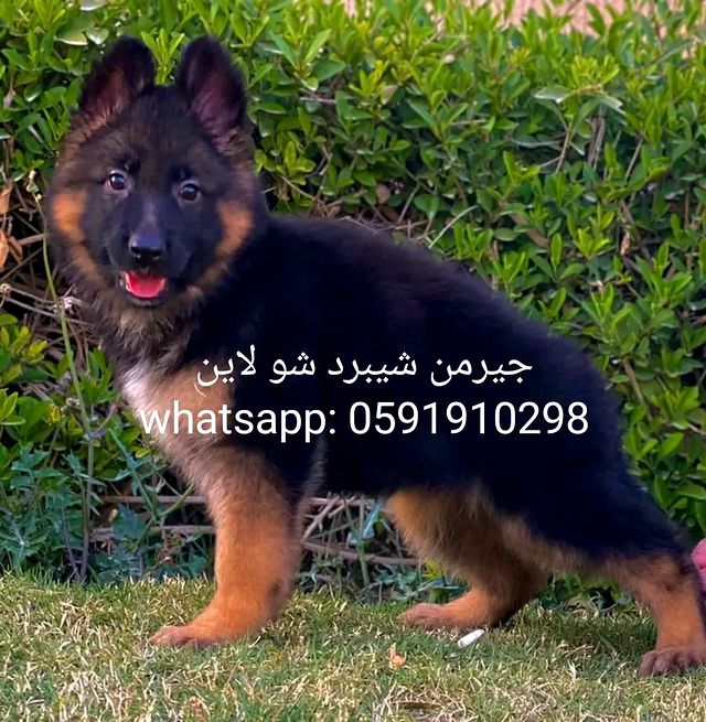 جراوه جيرمن شيبرد لونج بيور