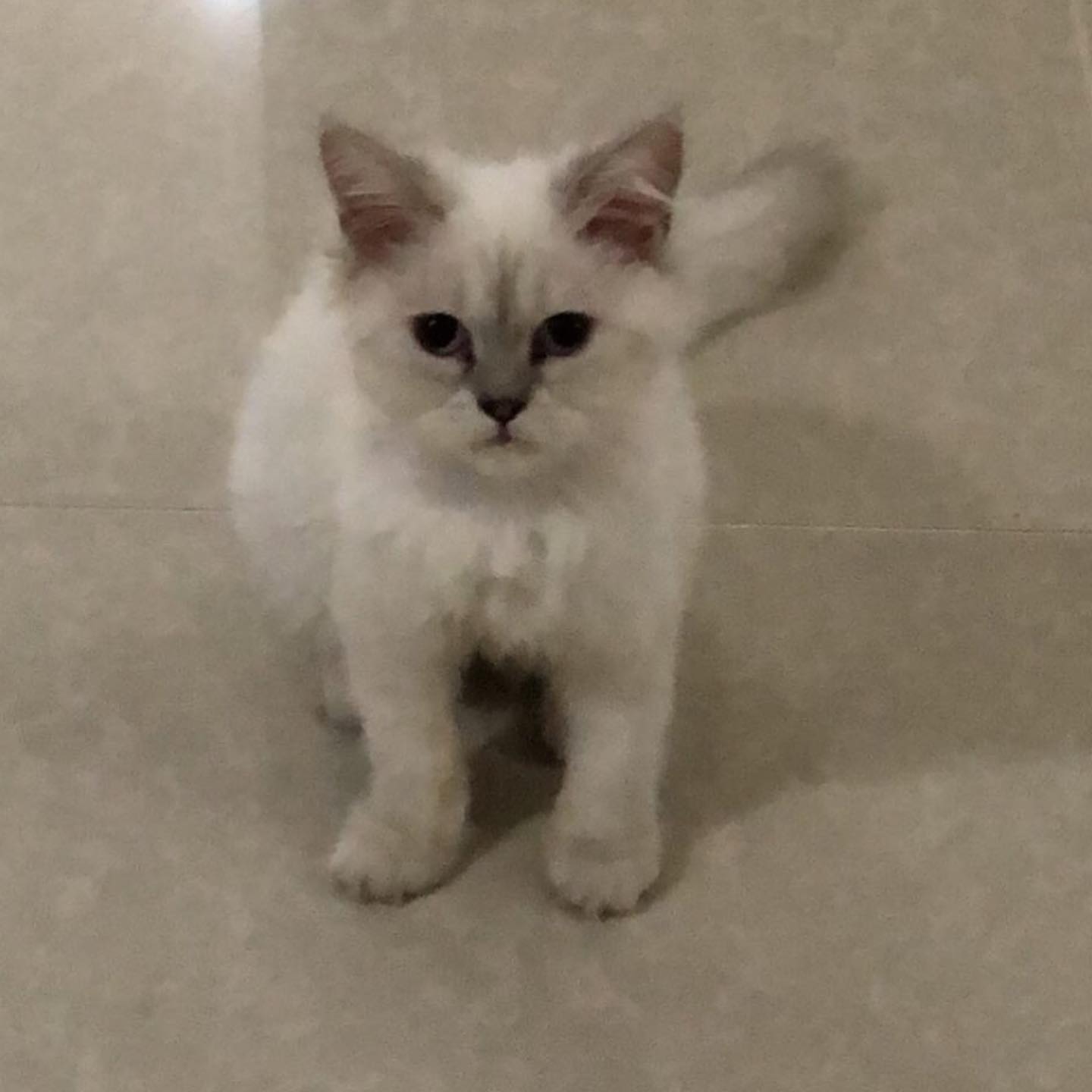 قطة للتبني هيمالايا