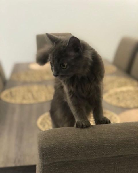 كيتين للتبني