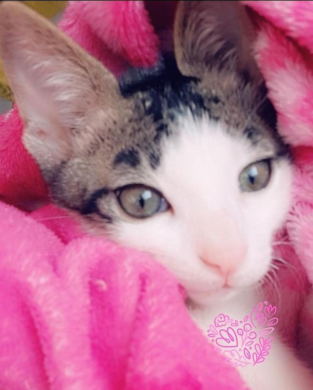 قط للتبني 3 شهور ذكر