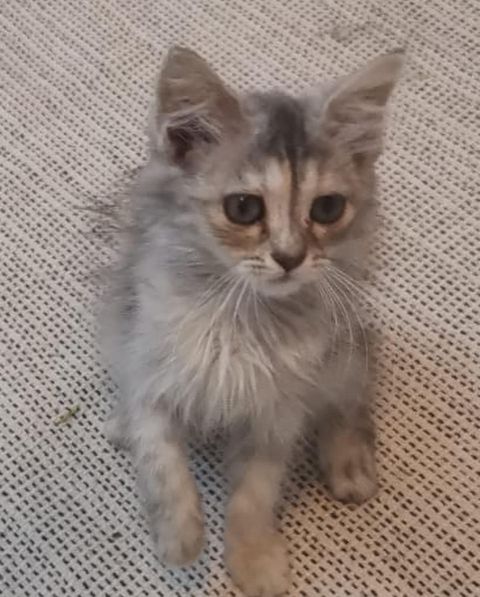 قطه للتبني جدة صغيرة