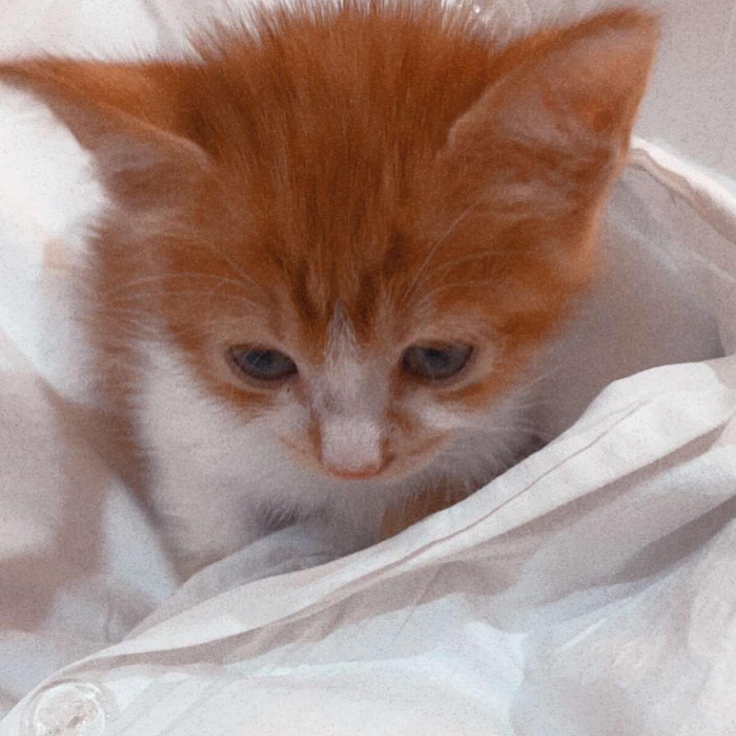 قطة للتبني هيمالايا