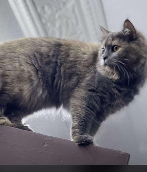 قطتين للتبني مشمش وبسبس