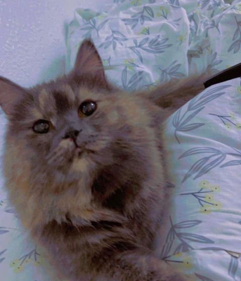 قطتين للتبني مشمش وبسبس