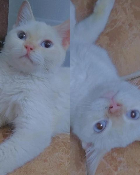 قطه للتبني هملايا ذكر