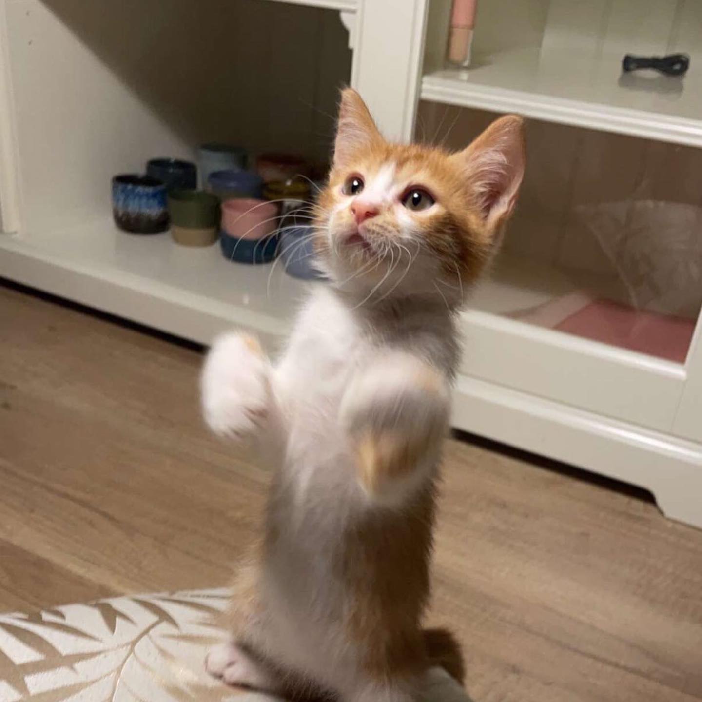 قطة للتبني هيمالايا