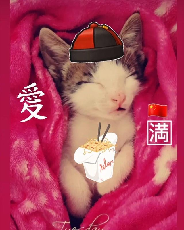 قط للتبني 3 شهور ذكر