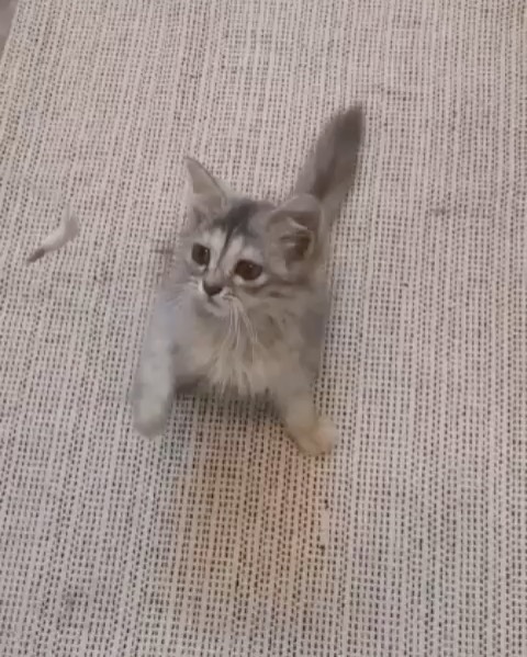 قطه للتبني جدة صغيرة