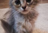 قطه للتبني جدة صغيرة