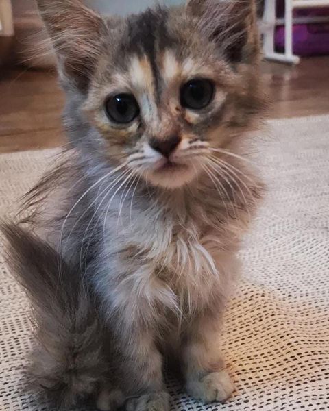 قطه للتبني جدة صغيرة