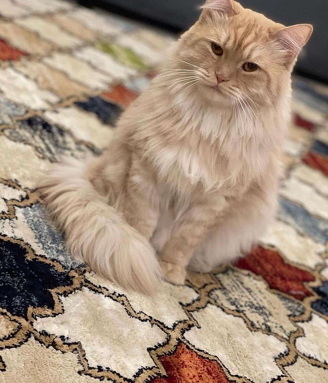 قطتين للتبني مشمش وبسبس