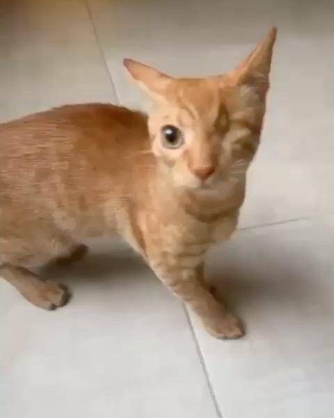 ‏ قطة للتبني 4 شهور