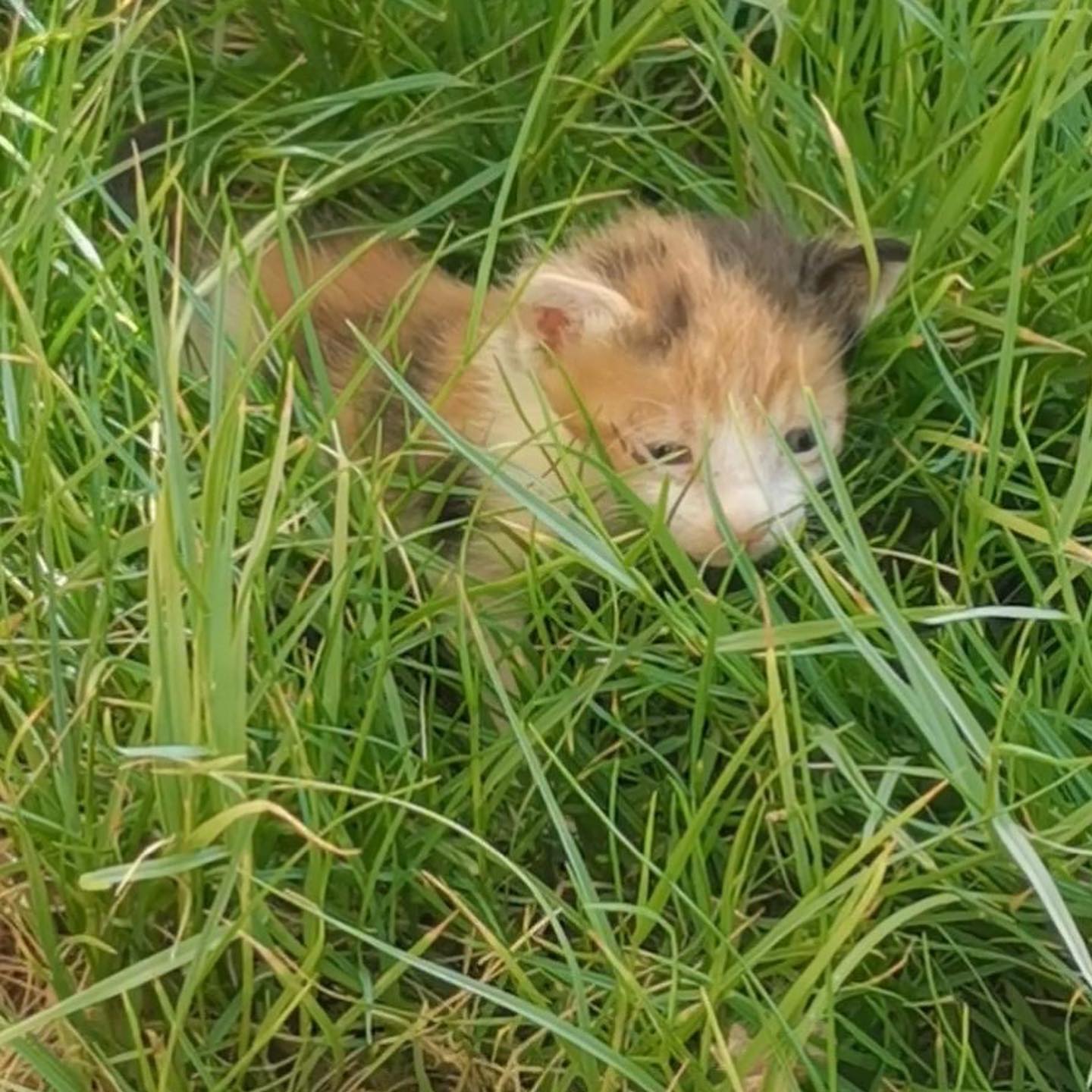 قطه بحاجه لام مرضعه