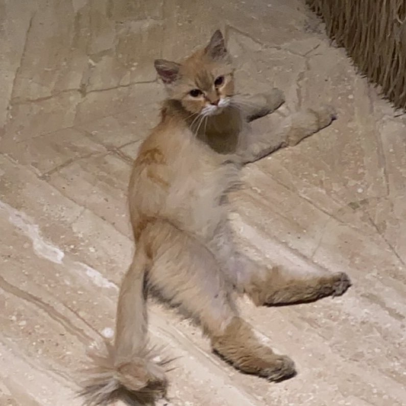 قطه اليفه للتبني حي القدس