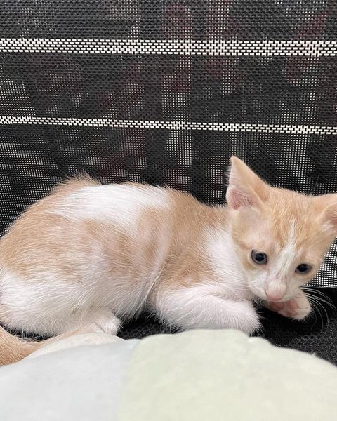 قطه للتبني روابي