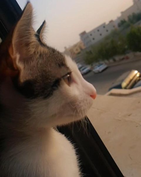 قط للتبني 3 شهور ذكر