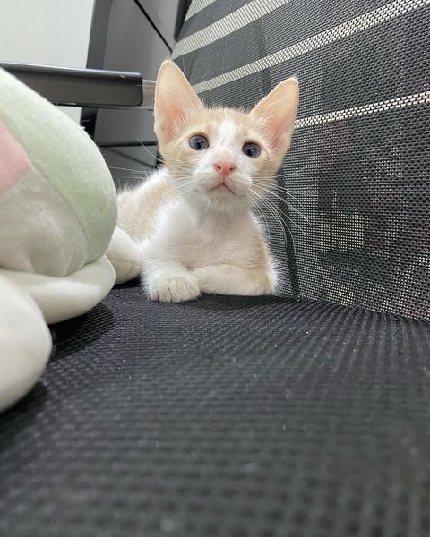 قطه للتبني روابي