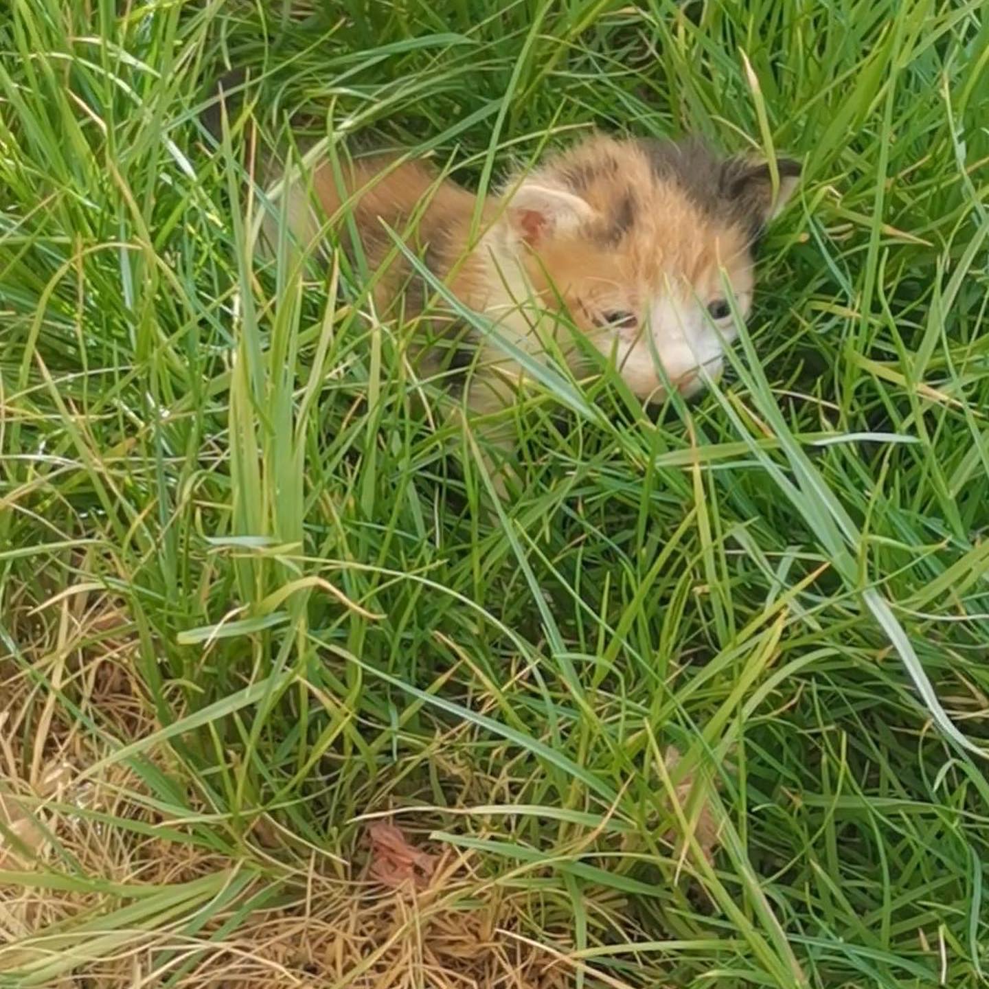 قطه بحاجه لام مرضعه