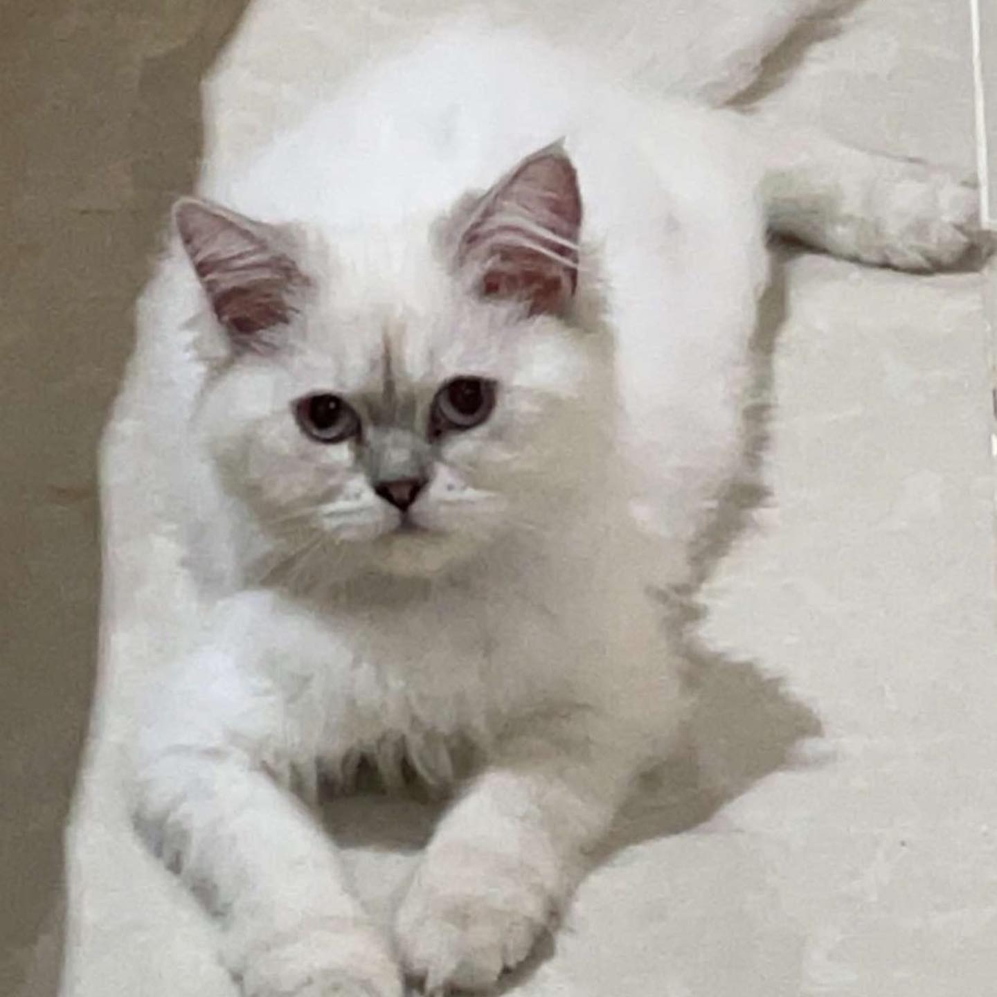 قطة للتبني هيمالايا